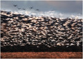 a confetti of snow geese