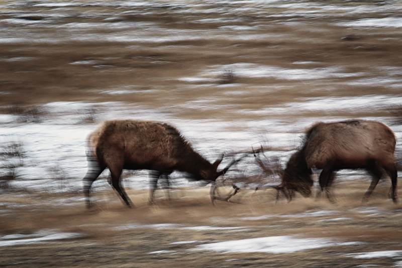 Beasts of the Northern Wild