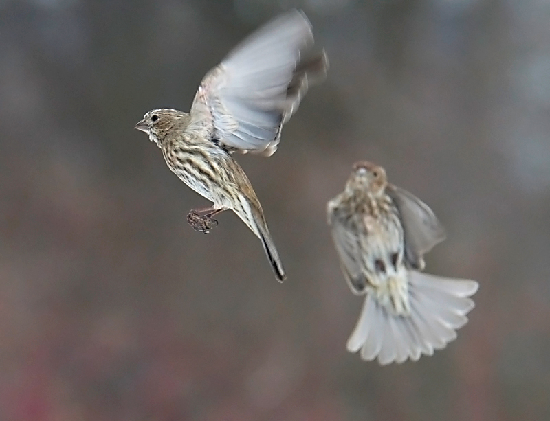 The Dance of Flight