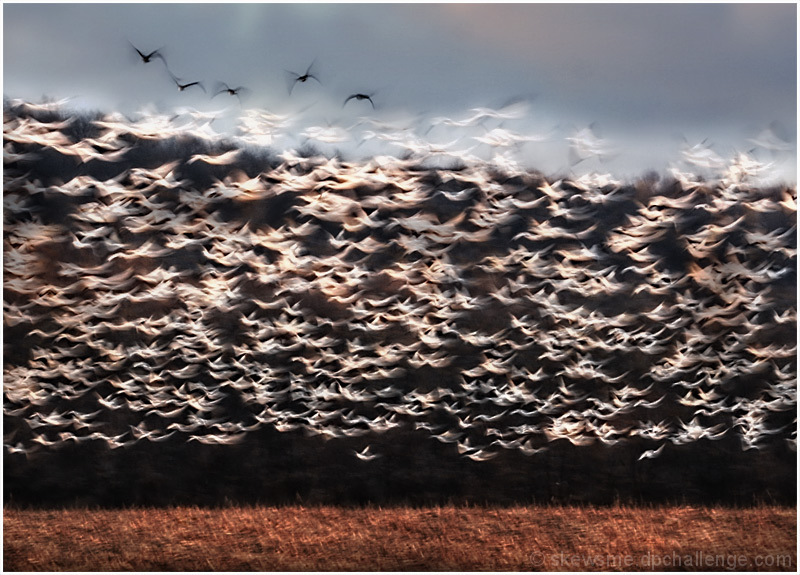 a confetti of snow geese