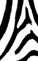 "y" as found in Zebra