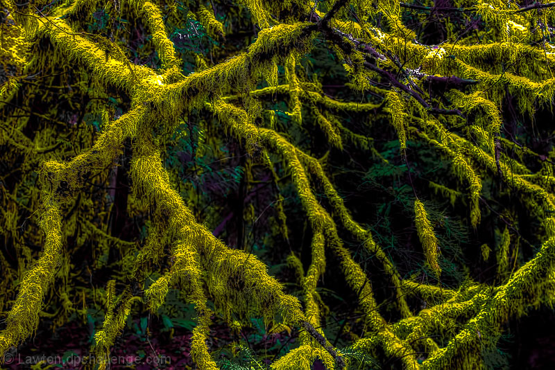 Mossy Branches