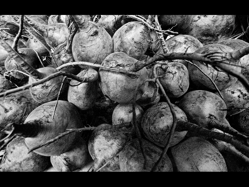 Beta vulgaris under the Jones Falls Expressway