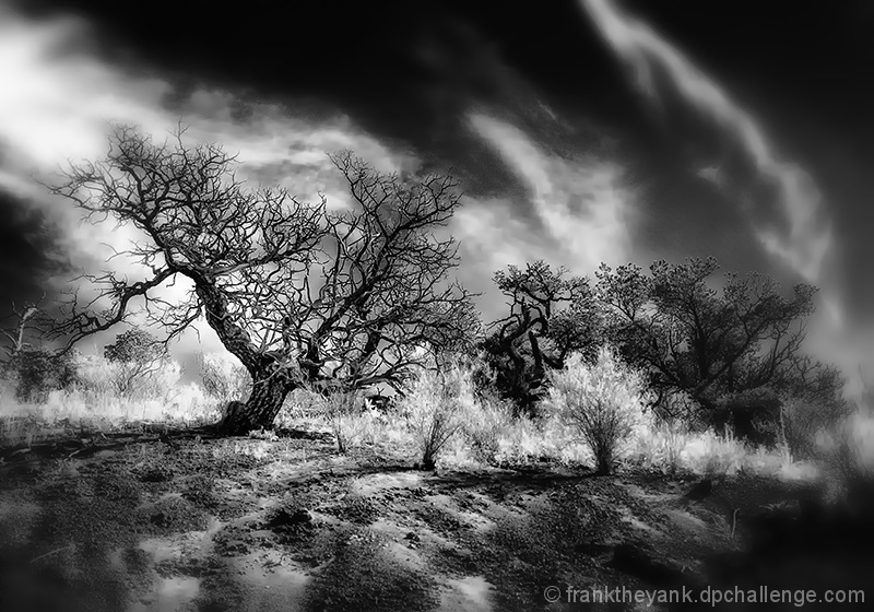 Pinon Trees