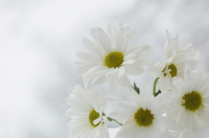 Blanc sur le Blanc