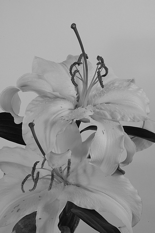 Lilies