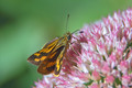Butterfly sipping nectar