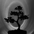 Bonsai