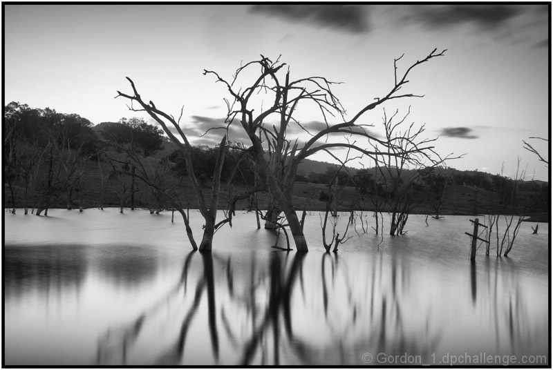 Branching Out