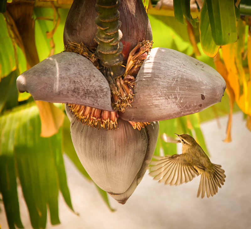  Bird drinking Banana