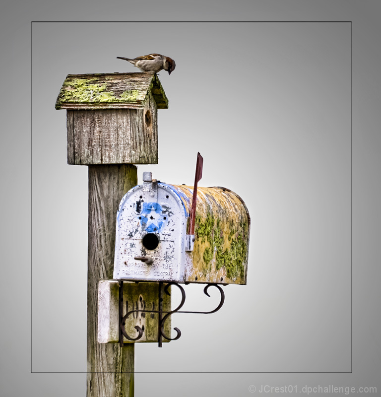 Bird on Birdhouse aka 