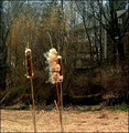 Cattail Beauties at Grace's Farm