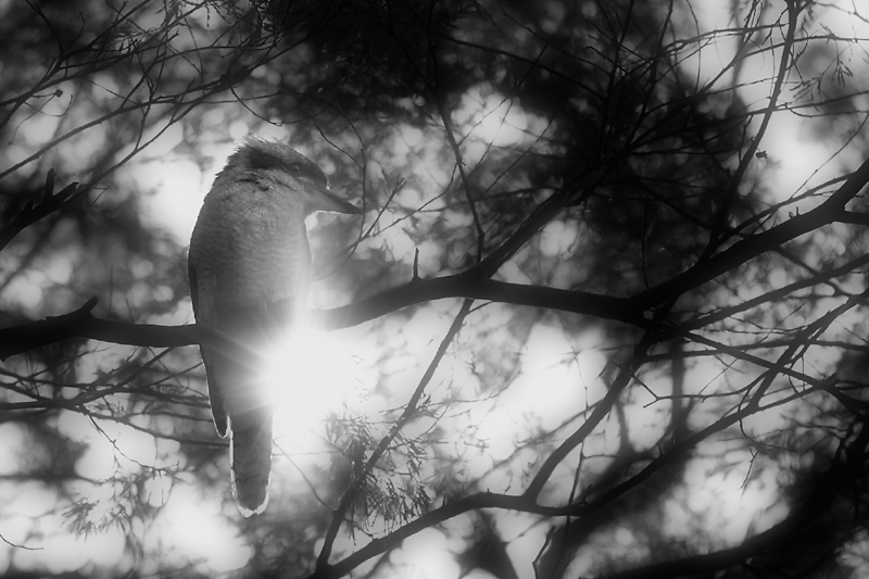 Kookaburra