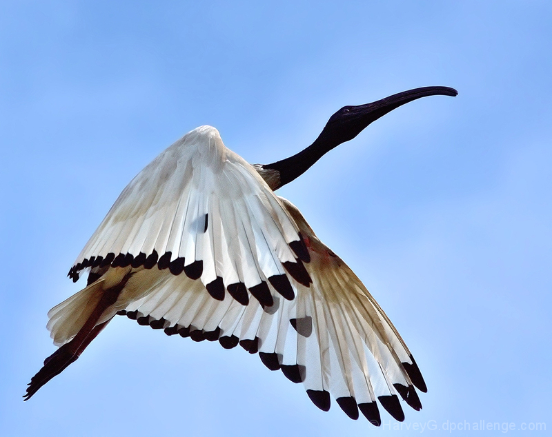 Graceful