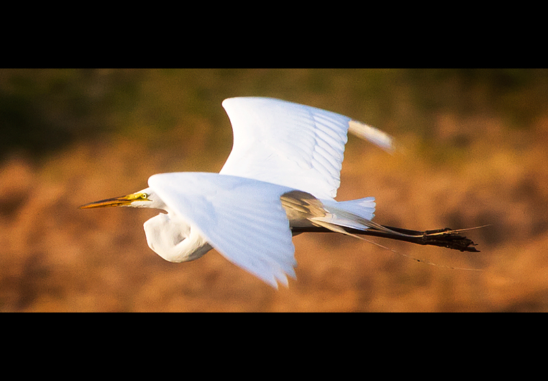 Flight
