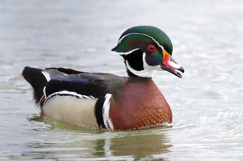 Colourful Quacker