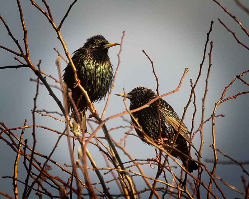 Two starlings