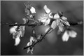Spring Blossoms