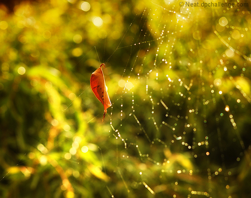 It's the leaf that gets caught in the web