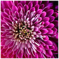 Bloom for Shez
