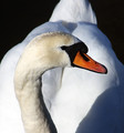 Beautiful as a Swan