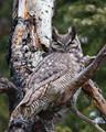 GreatHornedOwlmale_1250DPC