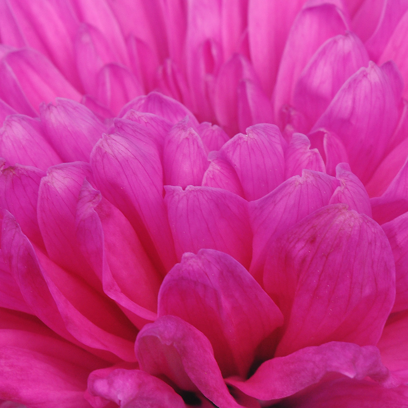 MANY LAYERS OF LIFE, ALL OF THEM BEAUTIFUL