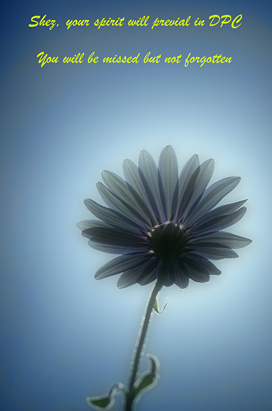 A flower for Shez