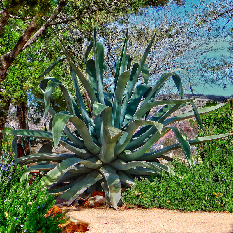 Agave