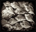 Market Fish