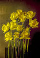 Thirteen Daffodils