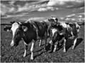 Bovine Curiosity