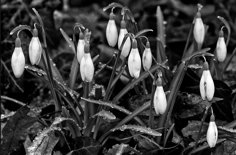 Snowdrops