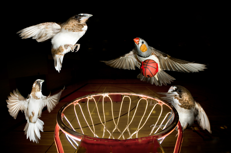 Birdie Basketball