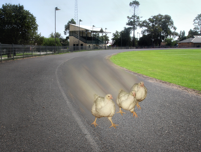 The Chicken Race