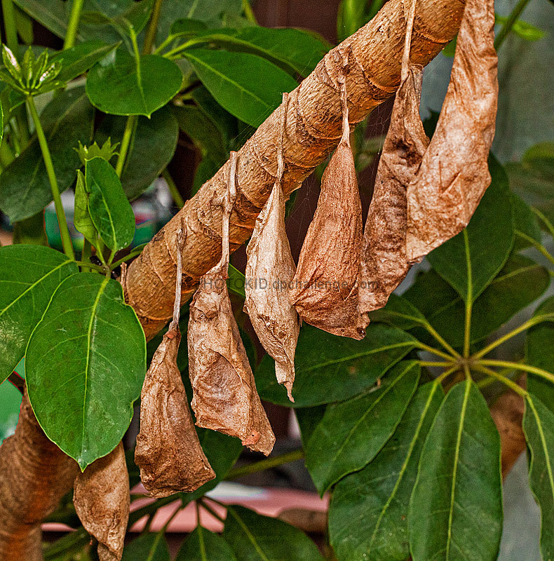 Butterfly Chrysalis ~ Waiting in Line