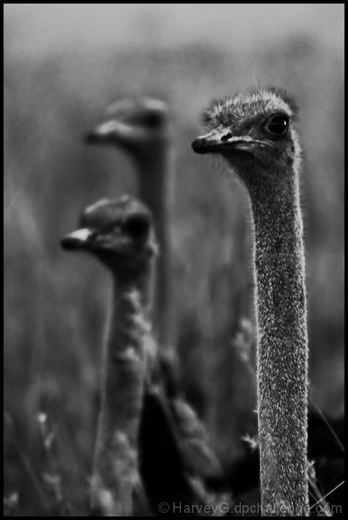 Huey, Dewey, and Louie