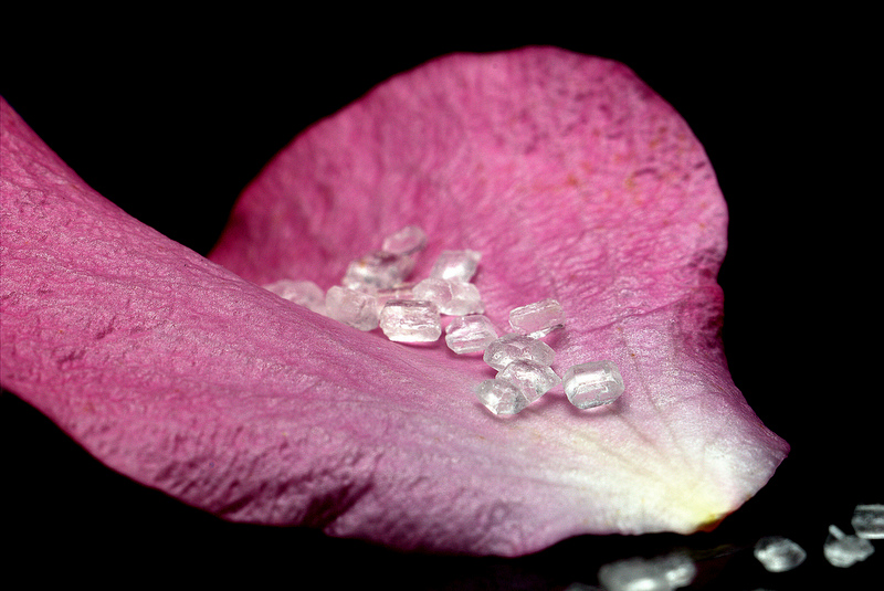 Sweet Rose