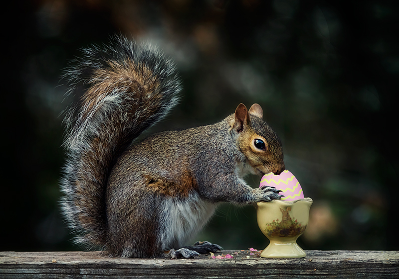 What happens with the leftover eggs