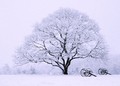 Winter Blue