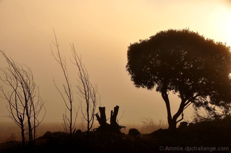 Silhouette