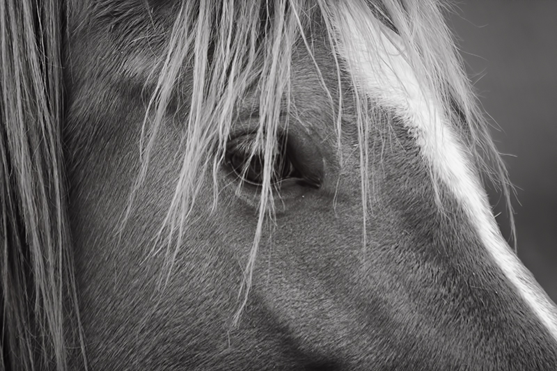 Equine Eye