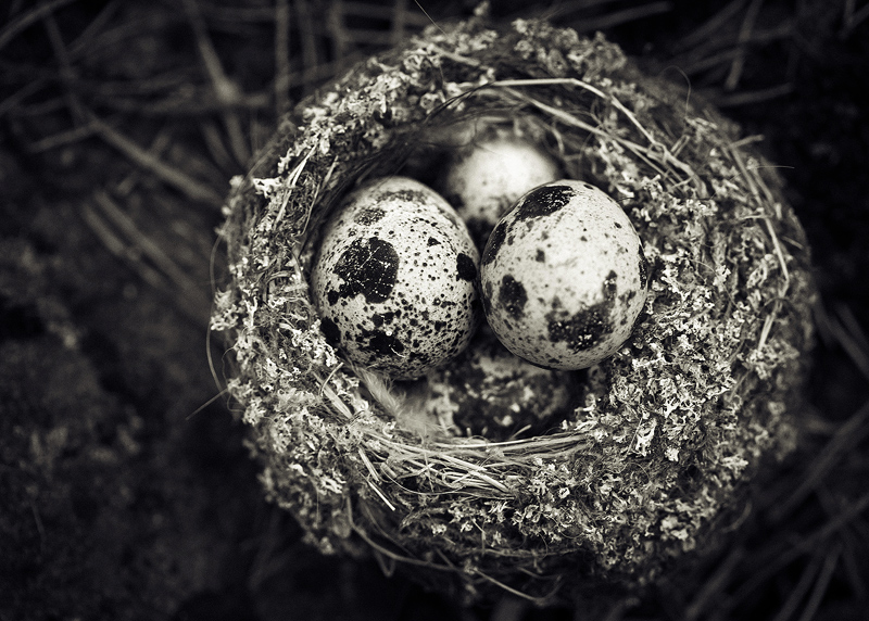 Nest