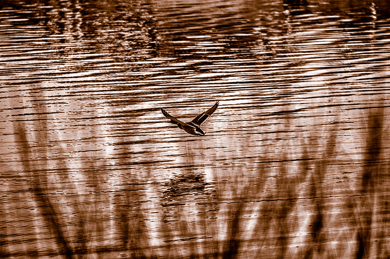 Early Evening Flight