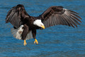 And I dream I'm an eagle