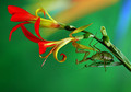 Say it with Flowers  - Mantis Mating 