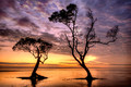 Mangrove silhouette