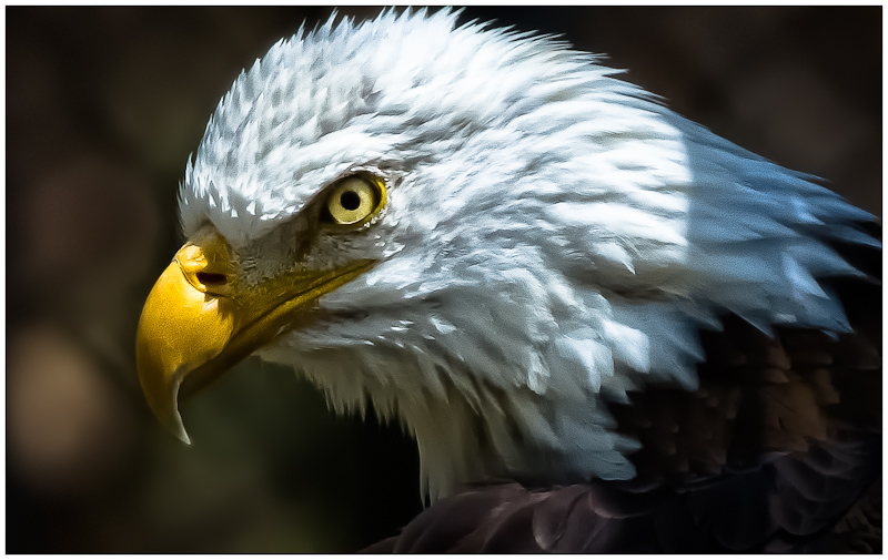 Under Scrutiny