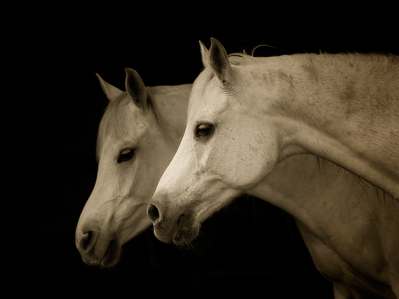 Two Profiles