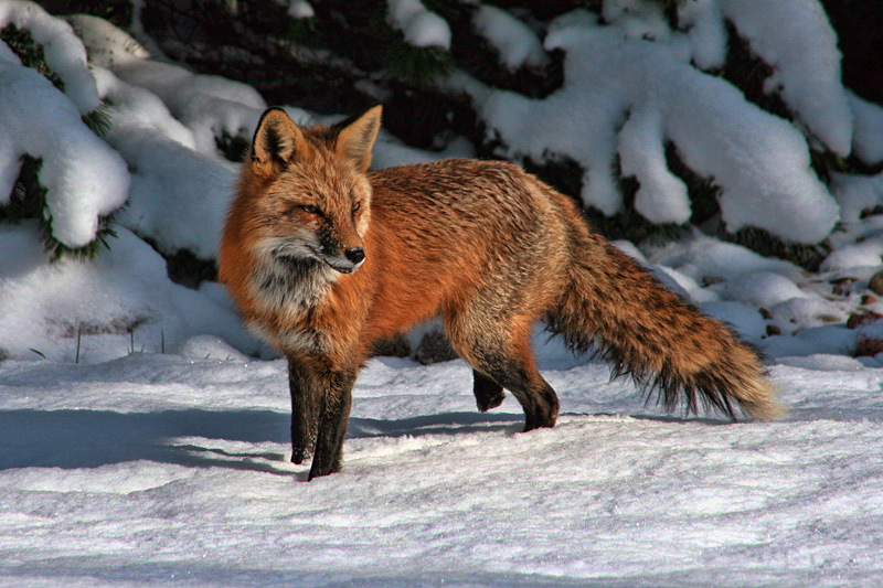 Backyard fox